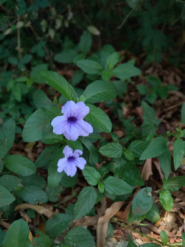 ΡΟΥΕΛΙΑ – Ruellia brittoniana - 2